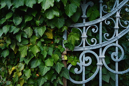 lobed-shaped green leaf vine near metal fence