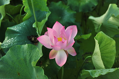 selective focus photo of pink lotus in bloom