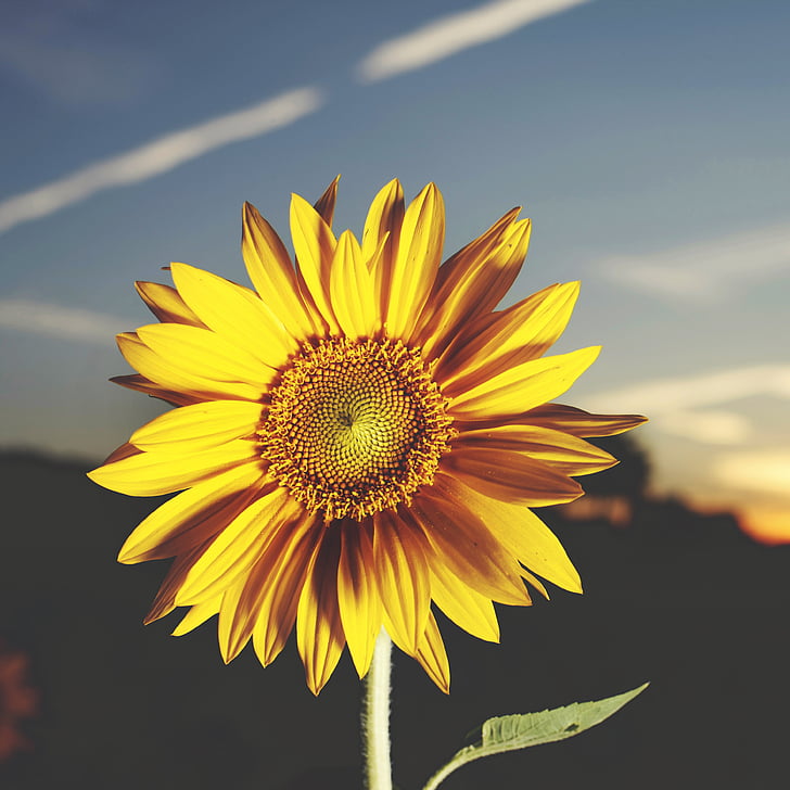 closeup photography of yellow sunflower in bloom