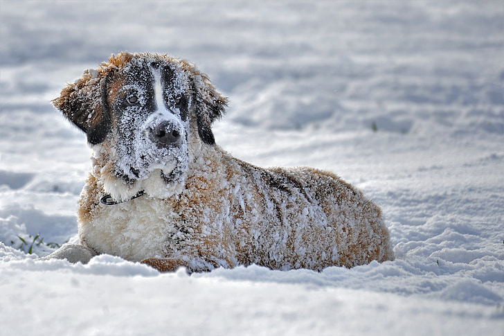 adult Saint Bernard on snow