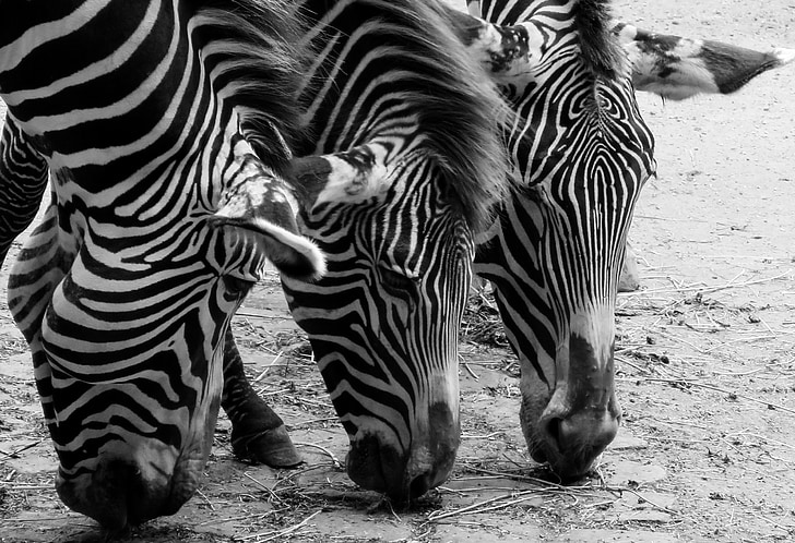 three zebras eating grass in closeup photo