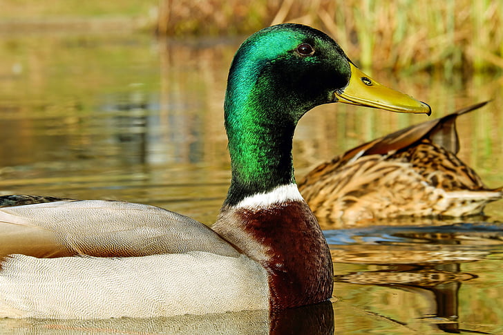 closeup photography of mallard duck