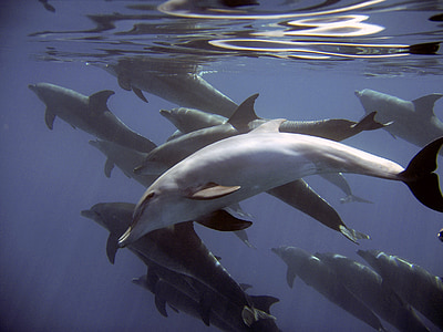 photo of group of dolphins