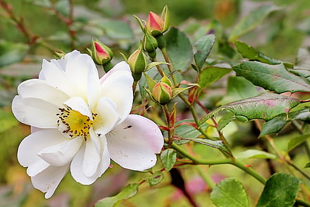 close up photograph of white rose flower