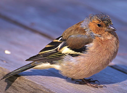 selective focus photography of common chaffinch