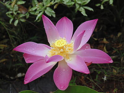 pink and yellow lotus in bloom closeup photography at daytime