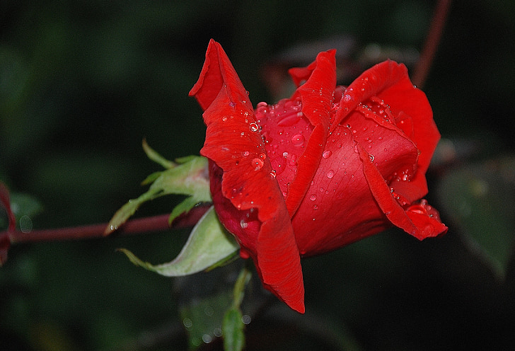 red rose flower with few dewdrops