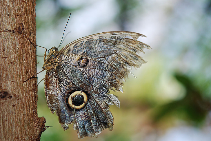 owl butterfly in selective focus photography