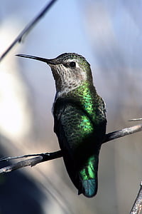 long-beak green bird perched on tree branch