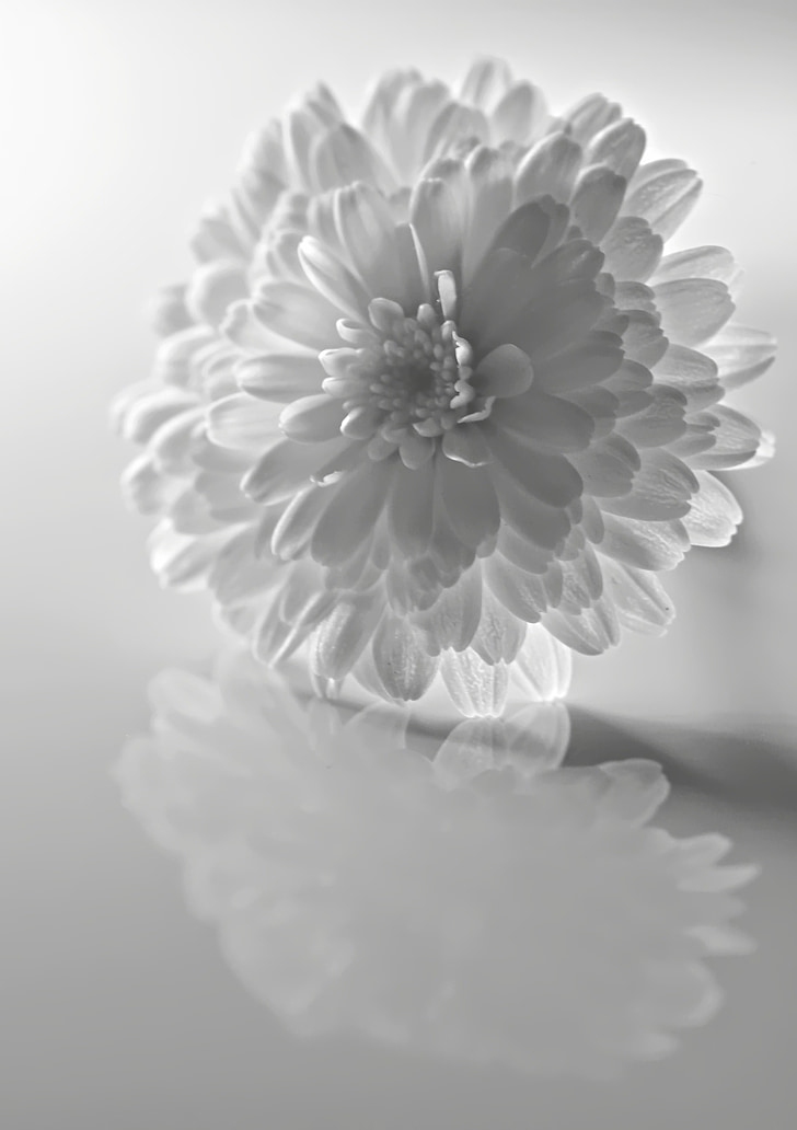 white chrysanthemum flower in closeup photo