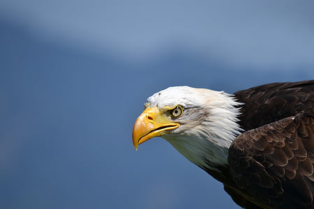 bald eagle taken during daytime