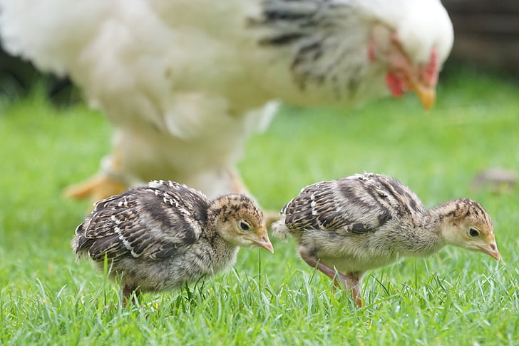 two brown chicks on green grass field