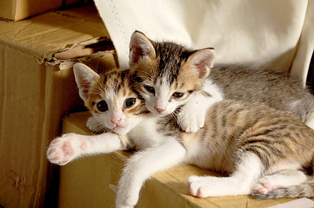 two brown tabby cats lying on cardboard box
