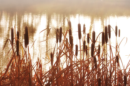 cattails near body of water at daytime