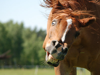 close up shot of a brown horse showing its teeth