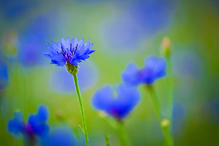 macro shot of blue flowers
