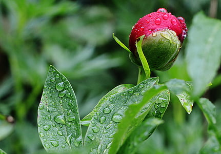 water droplets on red rose