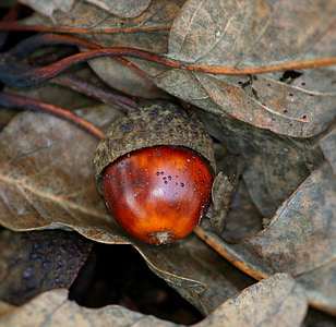 micro shot of red acorn