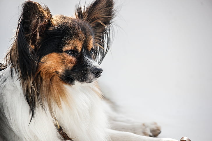 black, brown, and white Papillon dog on white background