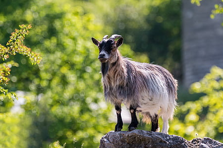 goat on top stone beside grass