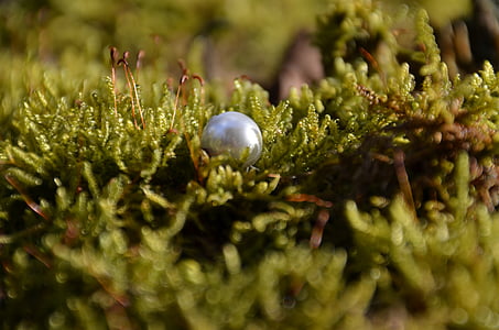 silver ball on green grass
