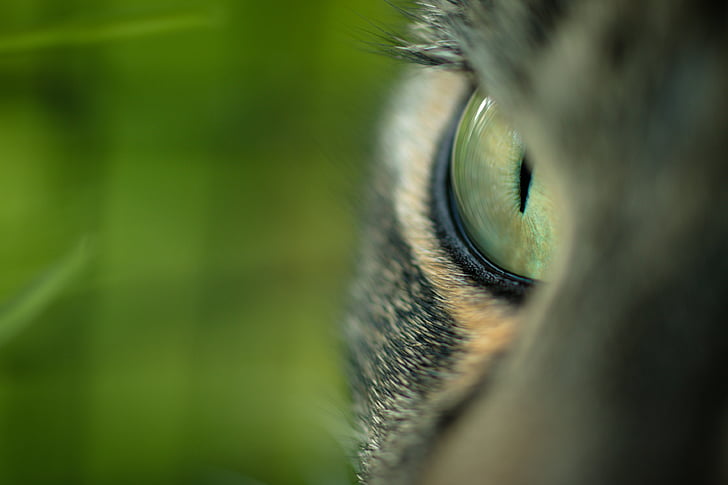 closeup photography of cat