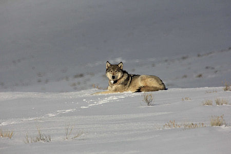 gray wolf sitting on the snow