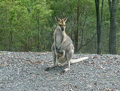 gray kangaroo near trees