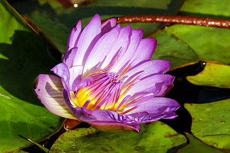 close up photo of purple water lily flower at daytime