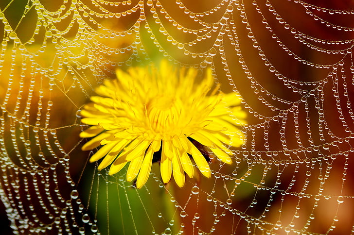 yellow dandelion flower in bloom close up photo