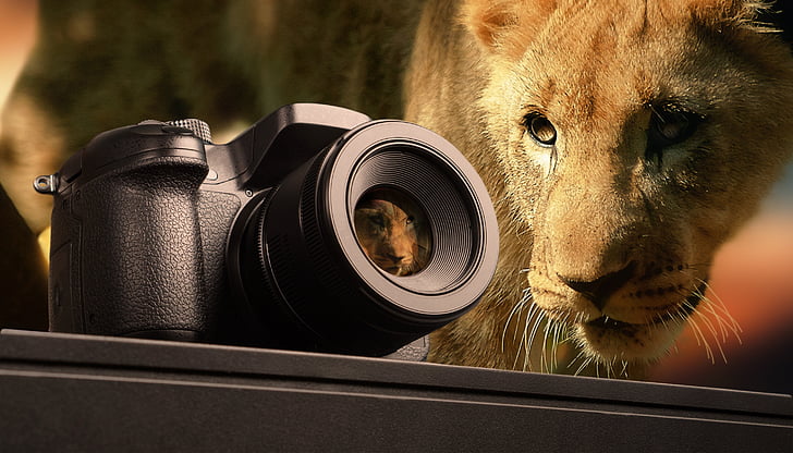 selective focus photography of bridge camera and lioness