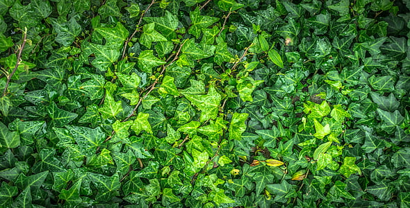 closeup photo of green leaf vines