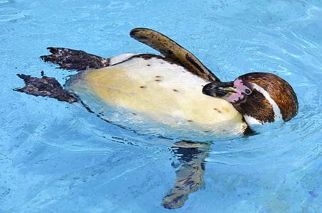 white and brown penguin on body of water