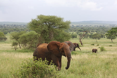elephant in the middle of green grass field