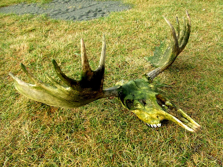 stag horn wall decor