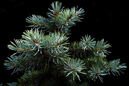 green pine tree in closeup photography