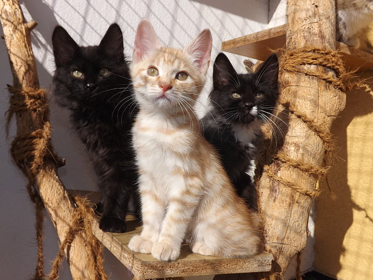 closeup photo of three black and white kittens on brown wood plank