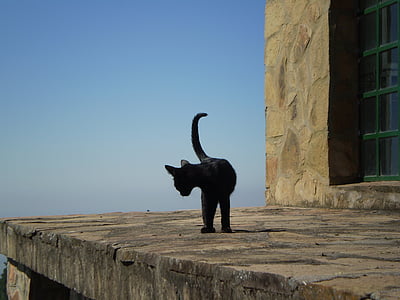 black cat on gray concrete surface near wall