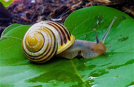 close up photography of gray and yellow snail on top of green heart-shape leaf plant