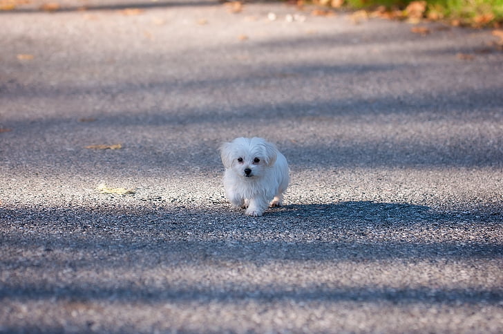 white Maltese puppy walking alone on pathway during daytime