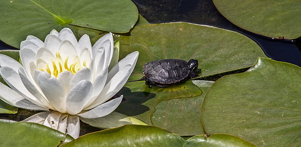 gray tortoise on green lily pad near the white lotus flower