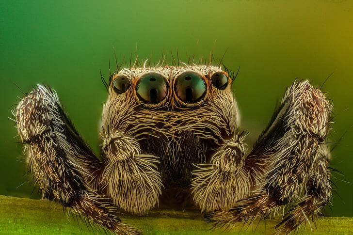 macro photography of gray jumping spider