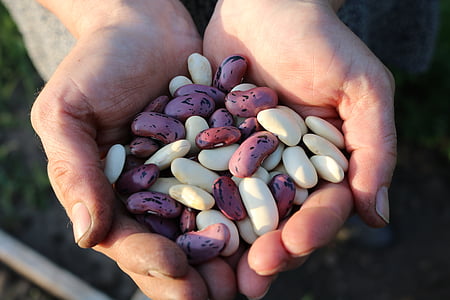 white and pink seeds on person's hand
