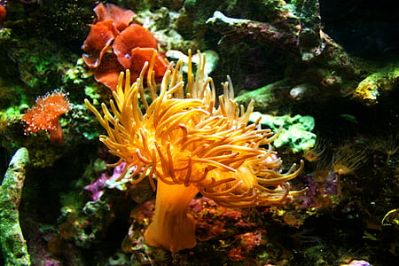 yellow underwater plant beside corals