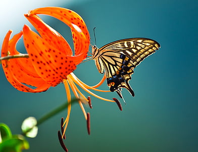 micro photo of tiger swallowtail butterfly perched on orange flower