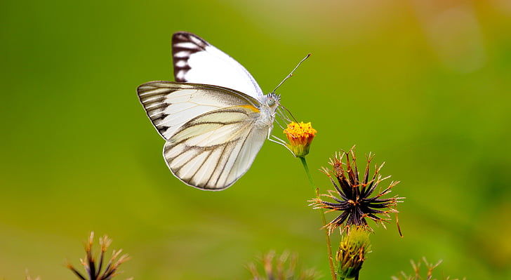 white and black butterfly perched on yellow petaled flower selective focus photography