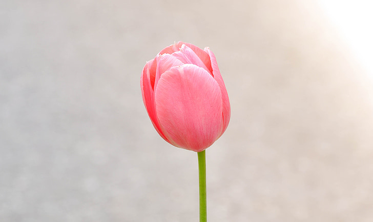 closeup photography of pink tulip