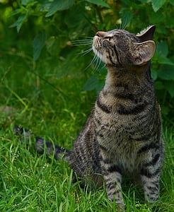 brown tabby cat looking up during daytime