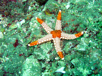 white and orange starfish on stone