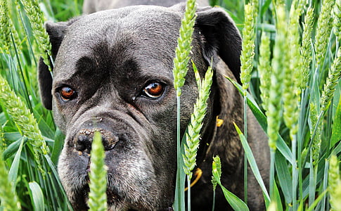 short-coated brown brindle dog on grass field close-up photo during daytime